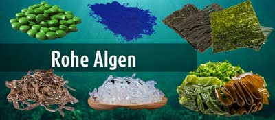 Rohe Algen kaufen