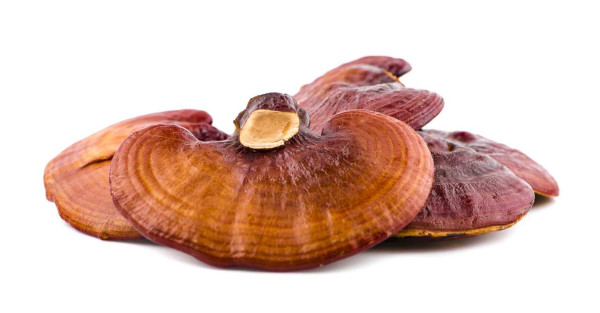 Reishi Pilz-Pulver - bio